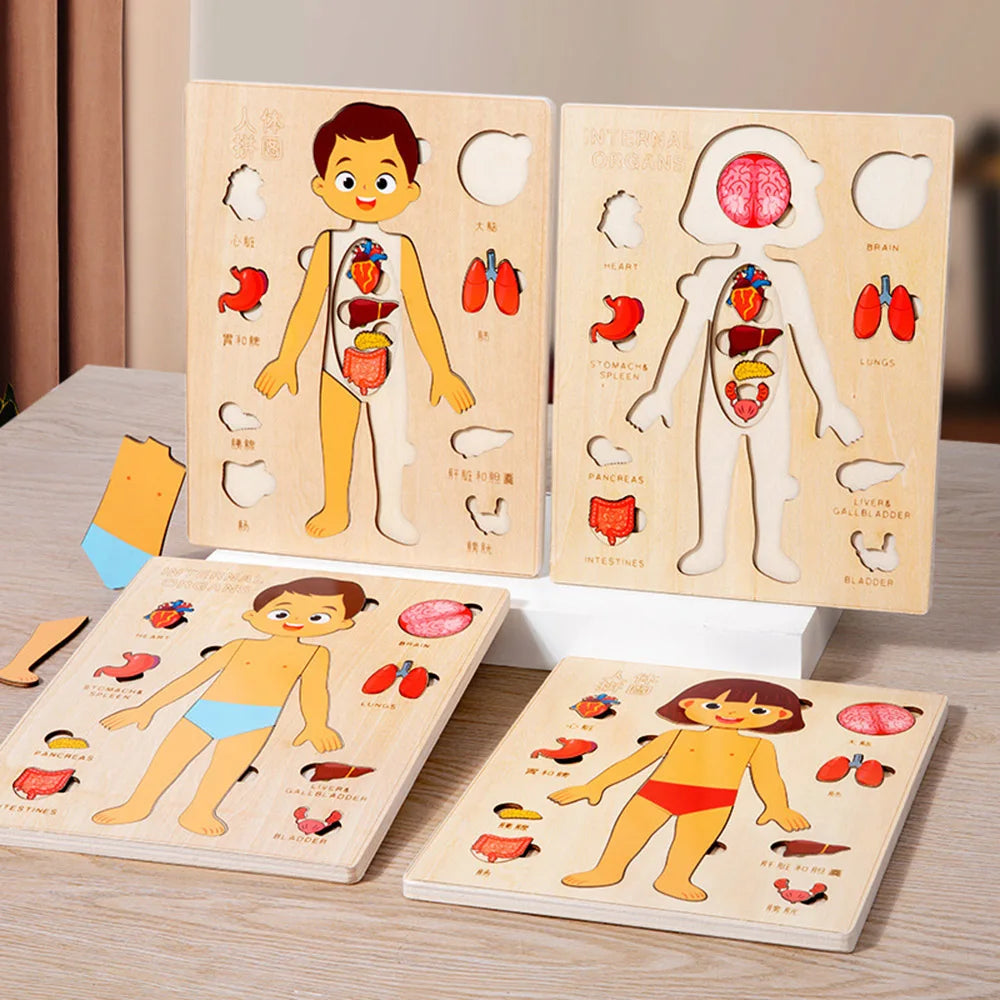 Puzzel van het menselijk lichaam